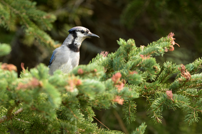 <i class='fa fa-user'></i> jan Luit |   Blauwe Gaai  <i class='fa fa-eye'> 92</i>   <i class='fa fa-comment-o'> 17</i>