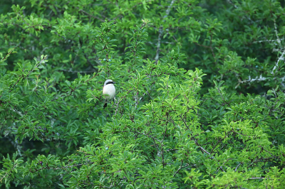 <i class='fa fa-user'></i> Alex Roetemeijer |   Grauwe Klauwier  <i class='fa fa-eye'> 103</i>  <i class='fa fa-thumbs-up'> 1</i>   <i class='fa fa-comment-o'> 17</i>