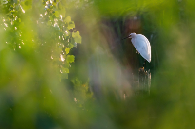 <i class='fa fa-user'></i> Vincent Vuik |   Kleine Zilverreiger  <i class='fa fa-eye'> 133</i>  <i class='fa fa-thumbs-up'> 5</i>   <i class='fa fa-comment-o'> 21</i>