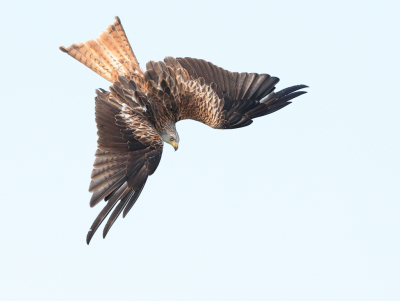 <i class='fa fa-user'></i> horneman69 |   Rode Wouw  <i class='fa fa-eye'> 355</i>  <i class='fa fa-thumbs-up'> 15</i>   <i class='fa fa-comment-o'> 12</i>