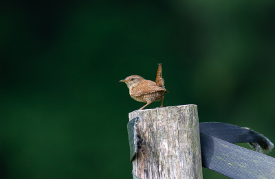 <i class='fa fa-user'></i> hansgans |   Winterkoning  <i class='fa fa-eye'> 93</i>   <i class='fa fa-comment-o'> 17</i>