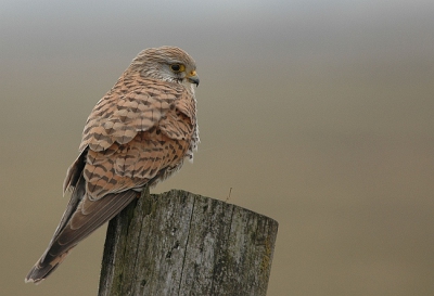 Ik volgde deze torenvalk al een tijdje met de auto. Hem biddend fotograferen kon niet. Moeilijke houding en te weinig licht. Hij ving een muisje, ging zitten eten op deze paal en nam de tijd om uit te buiken. Het wachten wordt beloond.