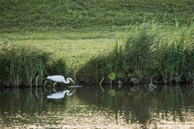 <i class='fa fa-user'></i> Erna Koelman |   Grote Zilverreiger  <i class='fa fa-eye'> 105</i>  <i class='fa fa-thumbs-up'> 3</i>   <i class='fa fa-comment-o'> 16</i>