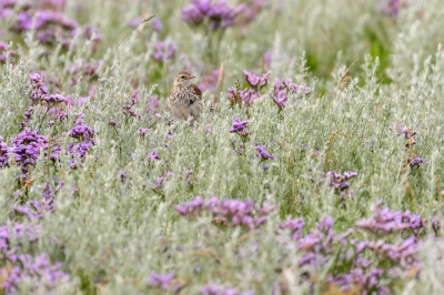 <i class='fa fa-user'></i> rbos |   Graspieper  <i class='fa fa-eye'> 102</i>   <i class='fa fa-comment-o'> 18</i>