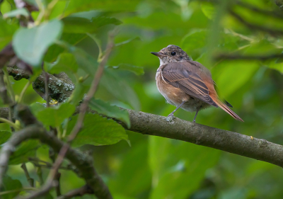 <i class='fa fa-user'></i> GerardvanDam |   Gekraagde Roodstaart  <i class='fa fa-eye'> 98</i>  <i class='fa fa-thumbs-up'> 1</i>   <i class='fa fa-comment-o'> 19</i>