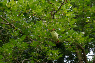 <i class='fa fa-user'></i> lodder |   Halsbandparkiet  <i class='fa fa-eye'> 112</i>  <i class='fa fa-thumbs-up'> 2</i>   <i class='fa fa-comment-o'> 16</i>