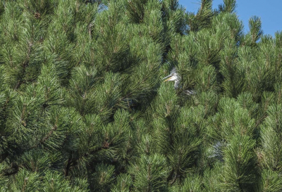 <i class='fa fa-user'></i> PeterBoers |   Blauwe Reiger  <i class='fa fa-eye'> 120</i>  <i class='fa fa-thumbs-up'> 6</i>   <i class='fa fa-comment-o'> 18</i>