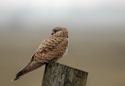 Zelfde vogel, andere pose.