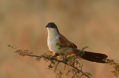 <i class='fa fa-user'></i> Eric Gibcus |   Burchells Spoorkoekoek  <i class='fa fa-eye'> 203</i>  <i class='fa fa-thumbs-up'> 9</i>   <i class='fa fa-comment-o'> 4</i>