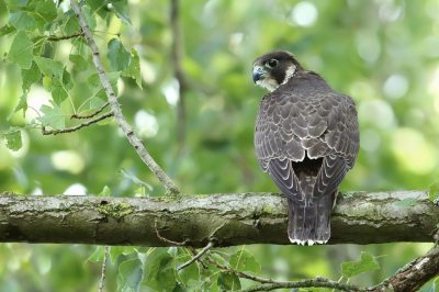 <i class='fa fa-user'></i> Frank Kremer |   Slechtvalk  <i class='fa fa-eye'> 456</i>  <i class='fa fa-thumbs-up'> 22</i>   <i class='fa fa-comment-o'> 10</i>