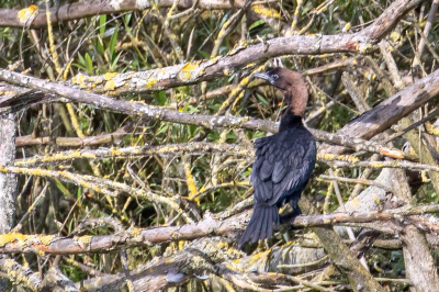 Deze Dwergaalscholver zit sinds kort in Nederland. In het landschap past deze vogel best wel goed en vis is er ook genoeg.