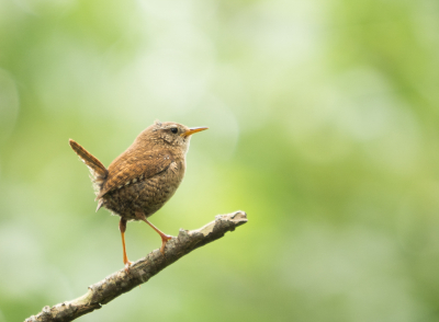 Met zijn luid getik, was het niet moeilijk om dit vogeltje te vinden. Ik denk dat ik in de buurt van zijn pas uitgevlogen jongen stond. Gauw een plaatje gemaakt en weer vertrokken om hem met rust te laten.