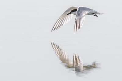 <i class='fa fa-user'></i> Katoo |   Grote Stern  <i class='fa fa-eye'> 310</i>  <i class='fa fa-thumbs-up'> 20</i>   <i class='fa fa-comment-o'> 13</i>