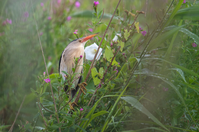 <i class='fa fa-user'></i> kevinhollmann |   Woudaap  <i class='fa fa-eye'> 467</i>  <i class='fa fa-thumbs-up'> 28</i>   <i class='fa fa-comment-o'> 18</i>