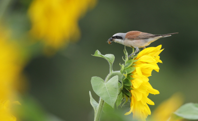 Vandaag windkracht 5 maar deze klauwier had toch een mooi beschut plekje gevonden tussen de zonnebloemen aan de rand van een tarweperceel.
hier ving ie geregeld een hommel waarna ie deze naar zijn jongen bracht.