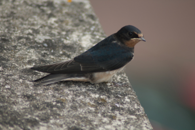 Jonge huiszwaluw die op de rand van ons balkon zit te wachten op ouders die eten komen brengen.