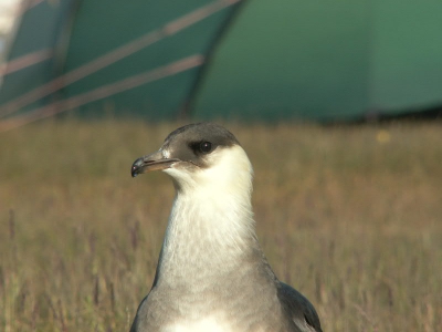 Jammer van de tent op de achtergrond... iemand zei ooit dat het beest als een "vetgans" in het midden van de foto zit..maar ik vrees dat ik helaas niet zo gauw een kans krijg om deze beter gekadreerd te fotograferen.
Konica Minolta Dimage Z5