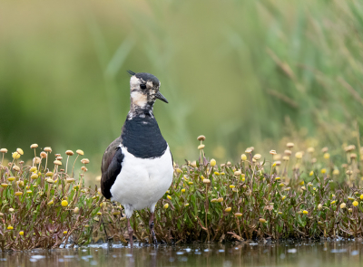 <i class='fa fa-user'></i> Krijn Dijkema |   Kievit  <i class='fa fa-eye'> 181</i>  <i class='fa fa-thumbs-up'> 3</i>   <i class='fa fa-comment-o'> 4</i>