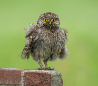 <i class='fa fa-user'></i> Geerie |   Steenuil  <i class='fa fa-eye'> 299</i>  <i class='fa fa-thumbs-up'> 18</i>   <i class='fa fa-comment-o'> 9</i>