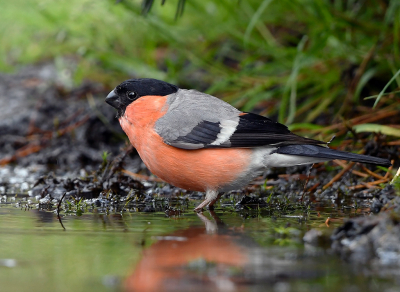 Ook zo'n mooie  soort die we in onze tuin nooit meer zien. Even wachten met badderen jjoh, je bent nu nog lekker op kleur. En dit standpunt halen we thuis ook niet. Dus was het genieten voor ons.
Willy