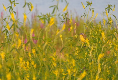 <i class='fa fa-user'></i> sieb |   Gele Kwikstaart  <i class='fa fa-eye'> 330</i>  <i class='fa fa-thumbs-up'> 25</i>   <i class='fa fa-comment-o'> 14</i>