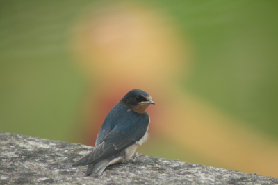 Een andere foto van deze jonge boerenzwaluw heb ik eerder geupload. Ik vroeg me af of deze andere nog mee kan in de komkommertijd? Foto is gemaakt door het plexiglas van ons balkon, waardoor de speeltuin voor ons huis op een bijzondere manier wordt weergegeven.