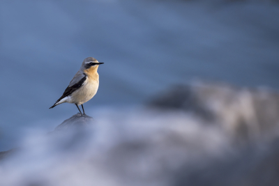 <i class='fa fa-user'></i> Bert Ooms |   Tapuit  <i class='fa fa-eye'> 332</i>  <i class='fa fa-thumbs-up'> 27</i>   <i class='fa fa-comment-o'> 14</i>