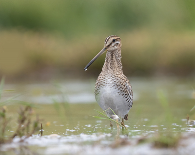 <i class='fa fa-user'></i> Krijn Dijkema |   Watersnip  <i class='fa fa-eye'> 270</i>  <i class='fa fa-thumbs-up'> 15</i>   <i class='fa fa-comment-o'> 9</i>