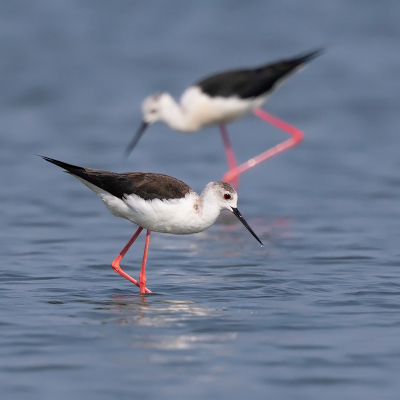 <i class='fa fa-user'></i> Peter Soer |   Steltkluut  <i class='fa fa-eye'> 232</i>  <i class='fa fa-thumbs-up'> 4</i>   <i class='fa fa-comment-o'> 4</i>