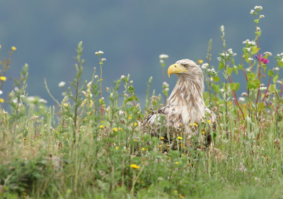 <i class='fa fa-user'></i> horneman69 |   Zeearend  <i class='fa fa-eye'> 472</i>  <i class='fa fa-thumbs-up'> 31</i>   <i class='fa fa-comment-o'> 16</i>