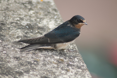 Jonge huiszwaluw die op de rand van ons balkon zit te wachten op ouders die eten komen brengen.
Opnieuw aangeboden met aanbevolen verbeteringen.