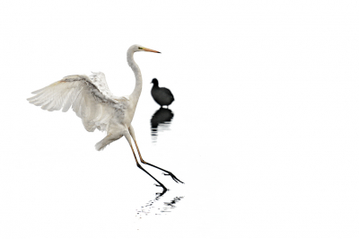 <i class='fa fa-user'></i> GeertN |   Grote Zilverreiger  <i class='fa fa-eye'> 322</i>  <i class='fa fa-thumbs-up'> 15</i>   <i class='fa fa-comment-o'> 10</i>