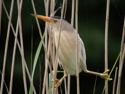 <i class='fa fa-user'></i> Marcel van der Tol |   Woudaap  <i class='fa fa-eye'> 380</i>  <i class='fa fa-thumbs-up'> 15</i>   <i class='fa fa-comment-o'> 7</i>