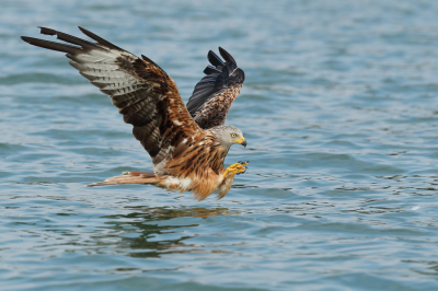 <i class='fa fa-user'></i> horneman69 |   Rode Wouw  <i class='fa fa-eye'> 498</i>  <i class='fa fa-thumbs-up'> 26</i>   <i class='fa fa-comment-o'> 16</i>