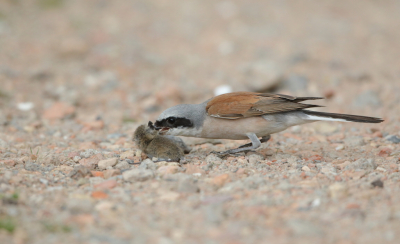 <i class='fa fa-user'></i> horneman69 |   Grauwe Klauwier  <i class='fa fa-eye'> 135</i>   <i class='fa fa-comment-o'> 20</i>