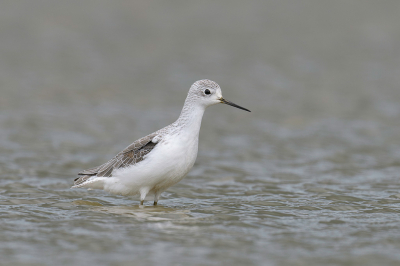 <i class='fa fa-user'></i> LubbertBoersma |   Poelruiter  <i class='fa fa-eye'> 331</i>  <i class='fa fa-thumbs-up'> 27</i>   <i class='fa fa-comment-o'> 15</i>