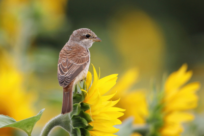 Ook de jongen van de grauwe klauwier namen af en toe plaats op de zonnebloemen.