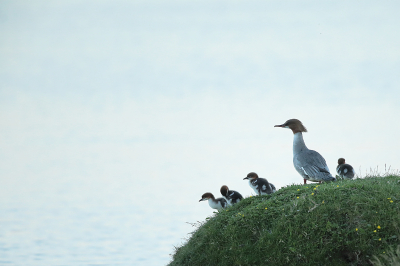 Dit vrouwtje zaagbek kijkt met haar kroost de weide wereld in van het water....