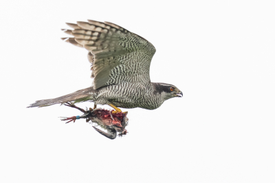 <i class='fa fa-user'></i> Katoo |   Havik  <i class='fa fa-eye'> 510</i>  <i class='fa fa-thumbs-up'> 25</i>   <i class='fa fa-comment-o'> 19</i>