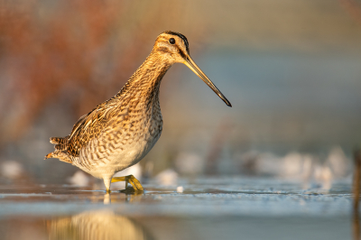 <i class='fa fa-user'></i> kevinhollmann |   Watersnip  <i class='fa fa-eye'> 273</i>  <i class='fa fa-thumbs-up'> 16</i>   <i class='fa fa-comment-o'> 13</i>