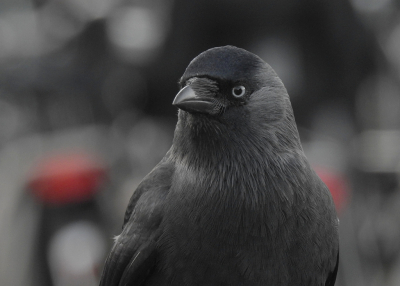 <i class='fa fa-user'></i> sieb |   Kauw  <i class='fa fa-eye'> 207</i>  <i class='fa fa-thumbs-up'> 12</i>   <i class='fa fa-comment-o'> 15</i>