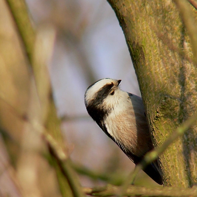 Kieke boe !!!  Panasonic FZ30+raynox 2,2=920mm F/4.5  1/250 iso100 OIS aan van af eenpootstatief.
Had vol op zon in de rug maar vergeten ondertebelichten.In PS wat wat proberen te verdoezelen