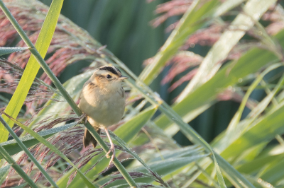 <i class='fa fa-user'></i> Gert-Jan Cromwijk |   Waterrietzanger  <i class='fa fa-eye'> 232</i>  <i class='fa fa-thumbs-up'> 6</i>   <i class='fa fa-comment-o'> 5</i>