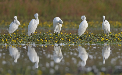 <i class='fa fa-user'></i> Johan G |   Kleine Zilverreiger  <i class='fa fa-eye'> 363</i>  <i class='fa fa-thumbs-up'> 28</i>   <i class='fa fa-comment-o'> 11</i>