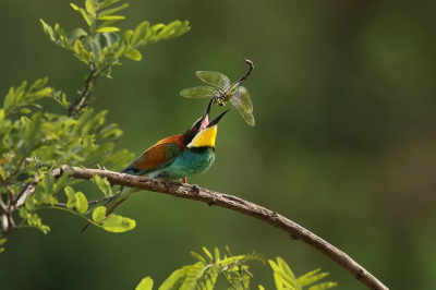 Samen met Carlo en Corne een weekendje naar Duitsland voor de Bijeneters. Wat een fantastische vogels zijn dat om te zien en fotograferen! Het gedrag is ook boeiend, o.a. het doodslaan en opgooien van insecten is indrukwekkend om te zien. Vaak waren het bijtjes, maar af en toe zat er een libelle bij, dan werd het schouwspel nog net een stukkie indrukwekkender!