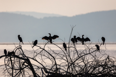 <i class='fa fa-user'></i> Peter Boltjes |   Dwergaalscholver  <i class='fa fa-eye'> 178</i>  <i class='fa fa-thumbs-up'> 4</i>   <i class='fa fa-comment-o'> 2</i>