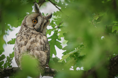 Tijdens een wandeling om en door Norg lag er onder een boom een verzameling witte vlekken. Toch even naar boven speuren: Ransuilen! Mooi moment, snel een paar foto's gemaakt en weer doorgelopen.