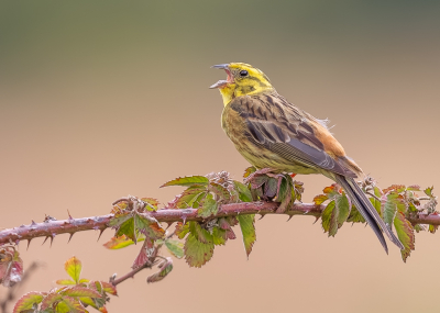 <i class='fa fa-user'></i> Katoo |   Geelgors  <i class='fa fa-eye'> 354</i>  <i class='fa fa-thumbs-up'> 28</i>   <i class='fa fa-comment-o'> 13</i>