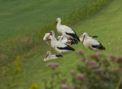 <i class='fa fa-user'></i> Truus Aletta Maan |   Ooievaar  <i class='fa fa-eye'> 228</i>   <i class='fa fa-comment-o'> 9</i>