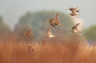 <i class='fa fa-user'></i> kevinhollmann |   Watersnip  <i class='fa fa-eye'> 397</i>  <i class='fa fa-thumbs-up'> 26</i>   <i class='fa fa-comment-o'> 15</i>